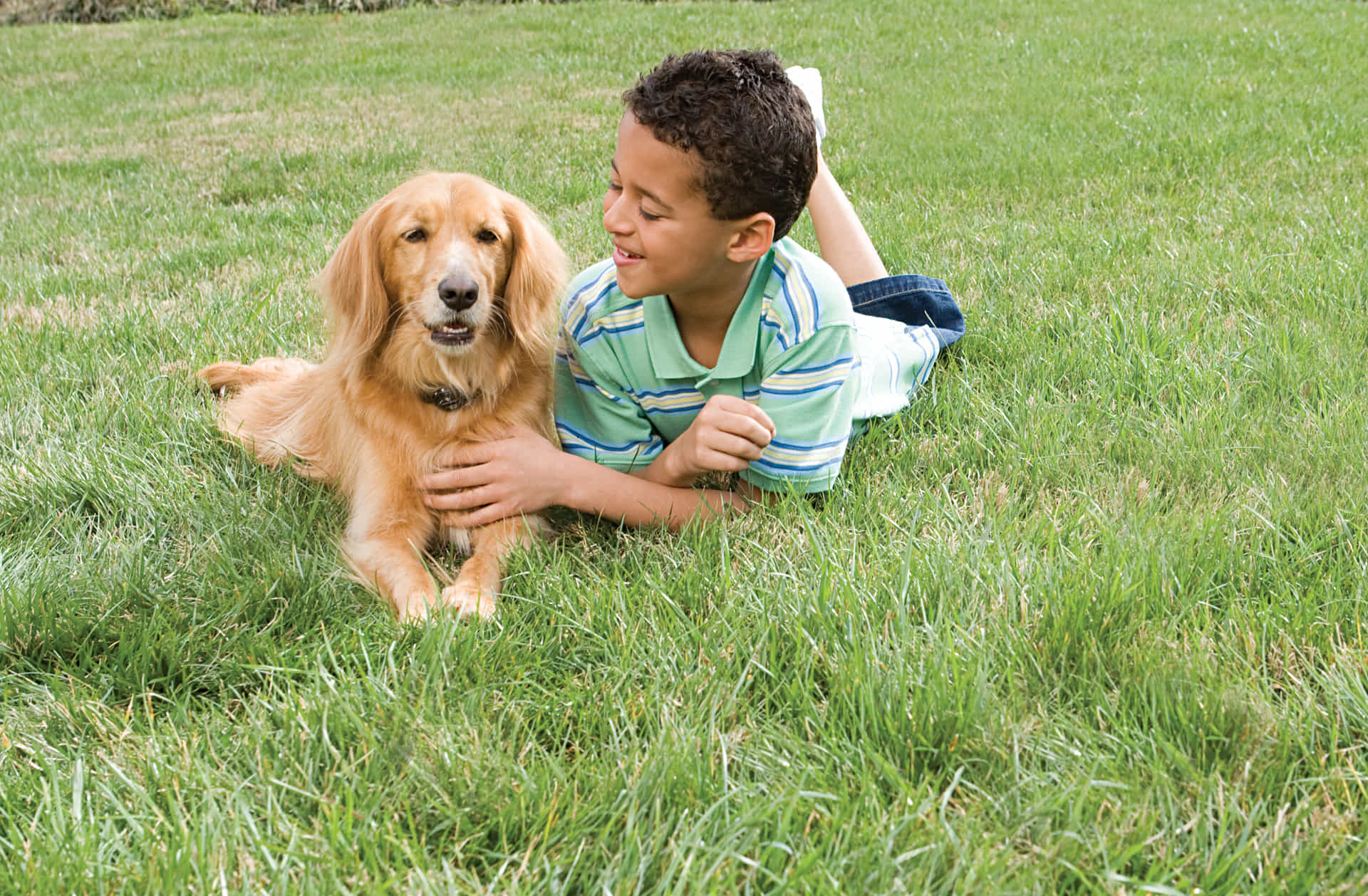 PetSafe Omheiningsysteem met draad (voor middelgrote honden), foto 4 van 4