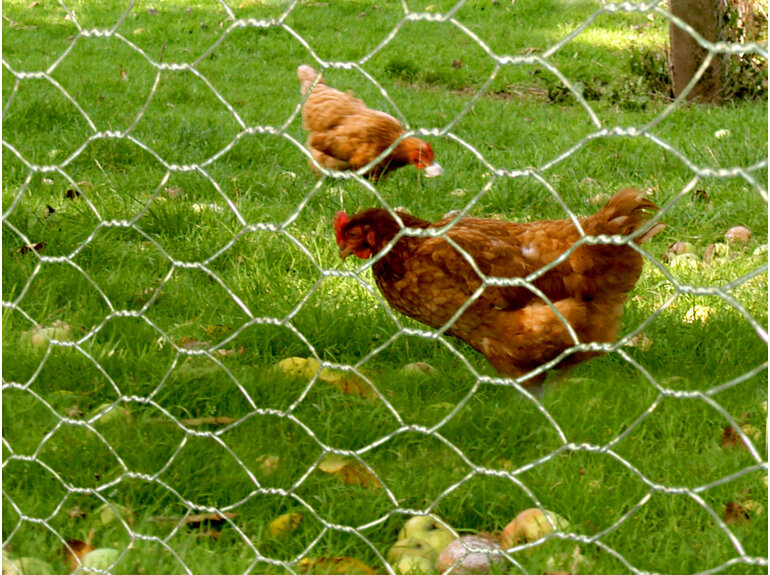 Natuurgaas Zeskantgaas Avium verzinkt (13x0,7 mm) 50 t/m 200 cm