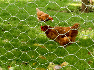 Natuurgaas Zeskantgaas Avium verzinkt (25x0,8 mm) 50 t/m 200 cm