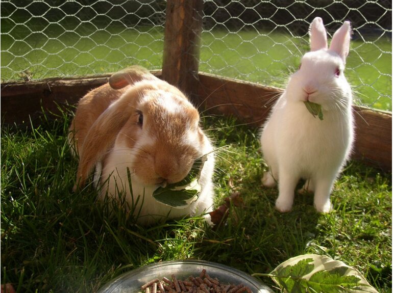 Natuurgaas Zeskantgaas Avium verzinkt (40x0,9 mm) 50 t/m 200 cm