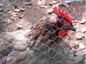 Natuurgaas Zeskantgaas Avium verzinkt (40x0,9 mm) 50 t/m 200 cm