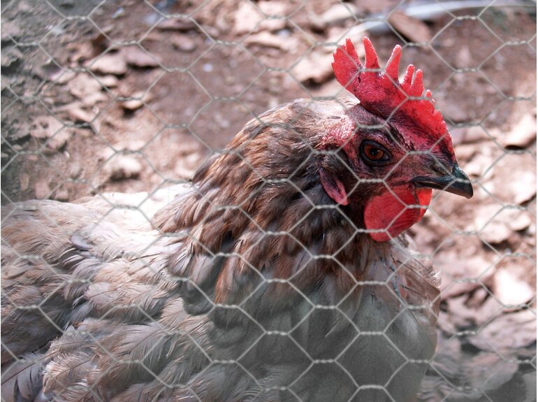 Natuurgaas Zeskantgaas Avium verzinkt (40x0,9 mm) 50 t/m 200 cm