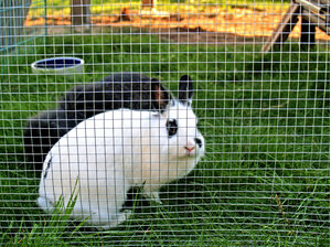 Natuurgaas Volieregaas Volinet verzinkt (13x0,8 mm) 100 cm