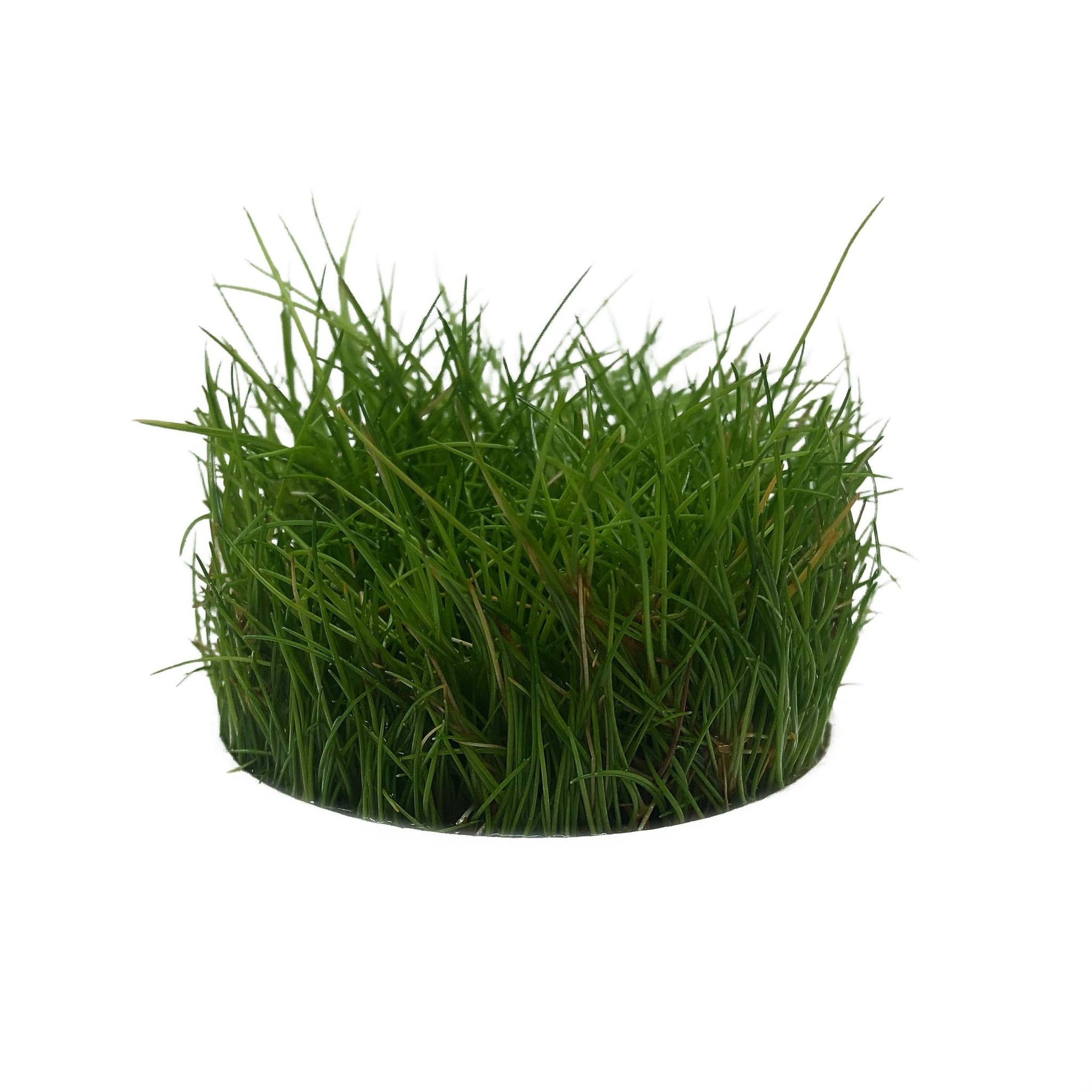 Eleocharis Parvula in vitro bakje (nr 41)