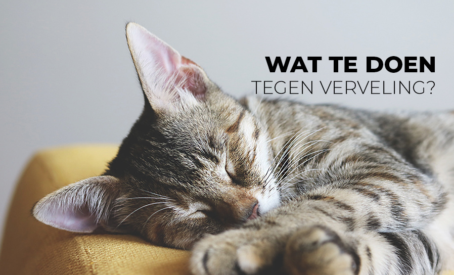 Hoe voorkom ik dat mijn huisdier zich verveelt? AnimalstoreXL