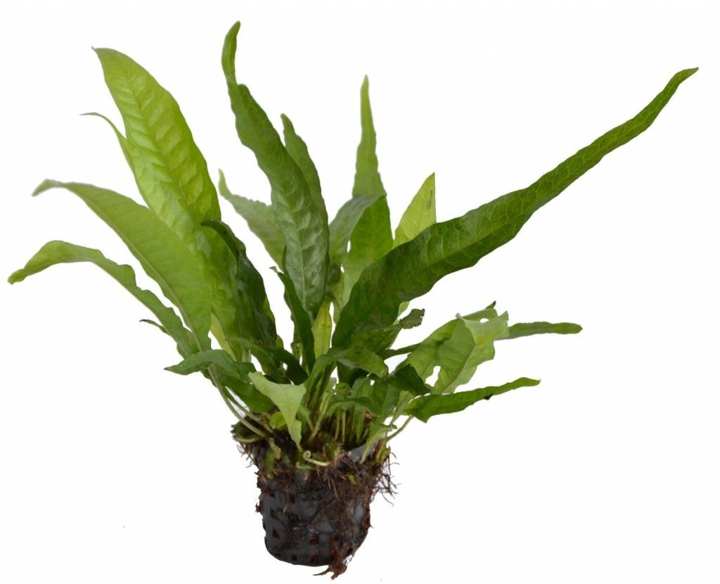 Moerasplanten (paludaria)
