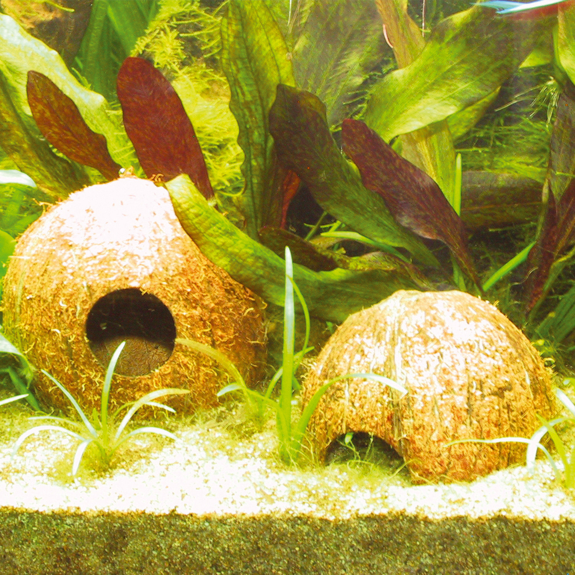 Cocos Cava 1/2 Large