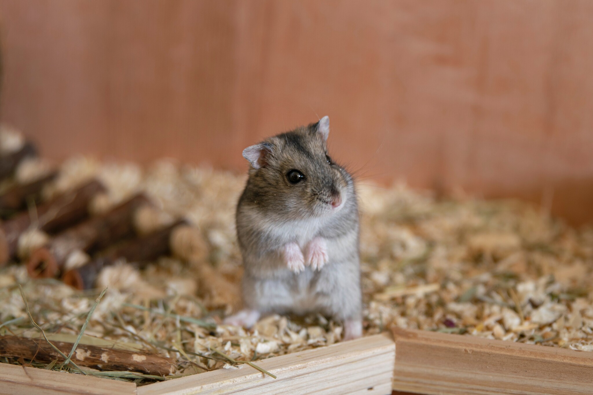 Alles voor hamsterscaping