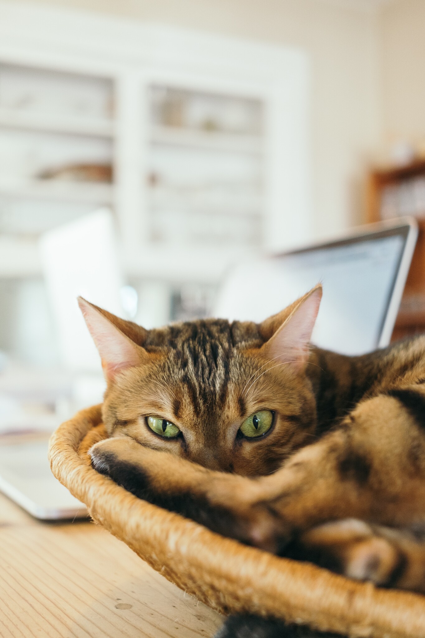 Katze im Korb neben Laptop