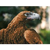 Diamond Dotz Simply Dotz Diamond Majesty +/- 42x32cm