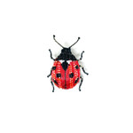 Trovelore Trovelore Broche (meerdere insecten)