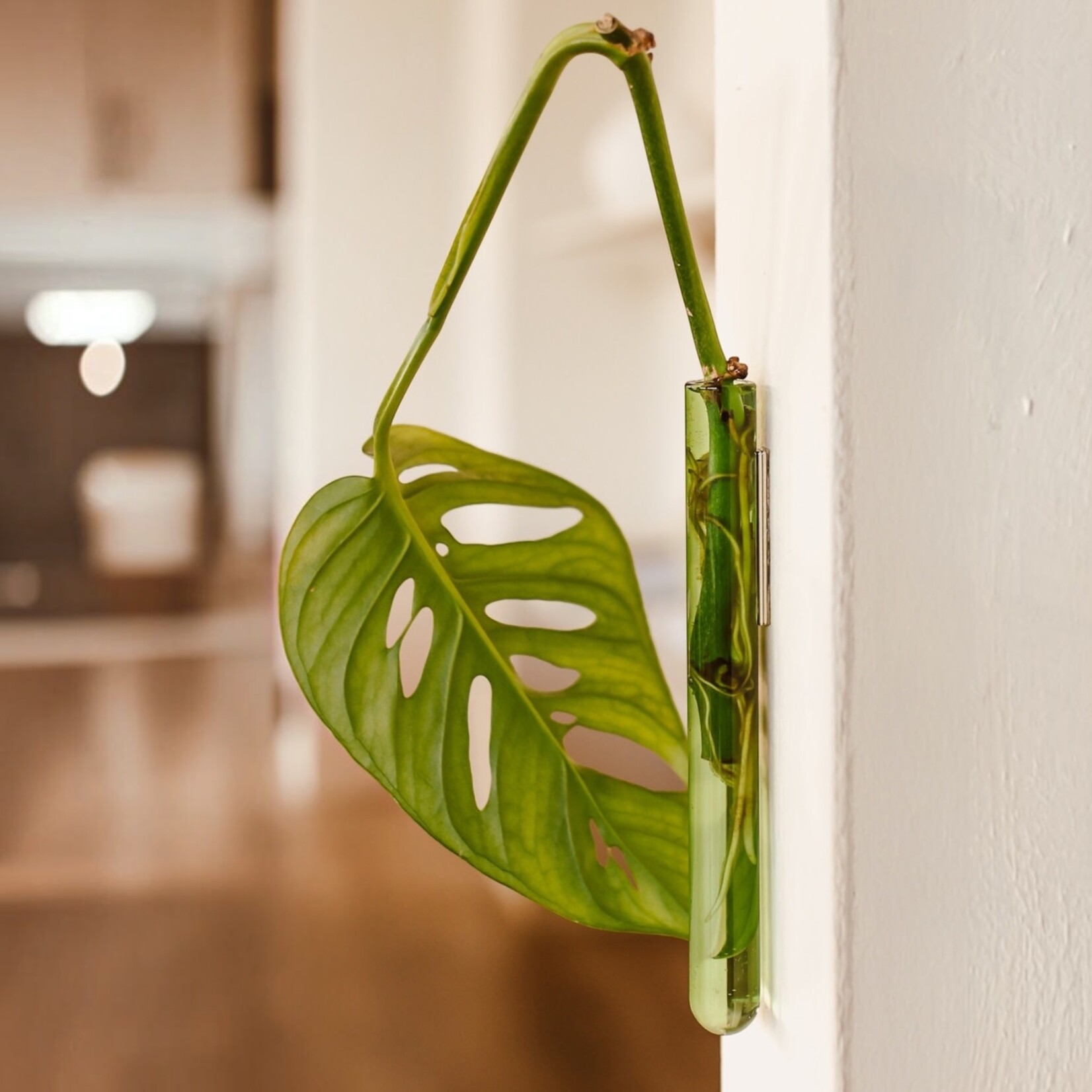 Walleaf Walleaf muurvaasje (6 kleuren)