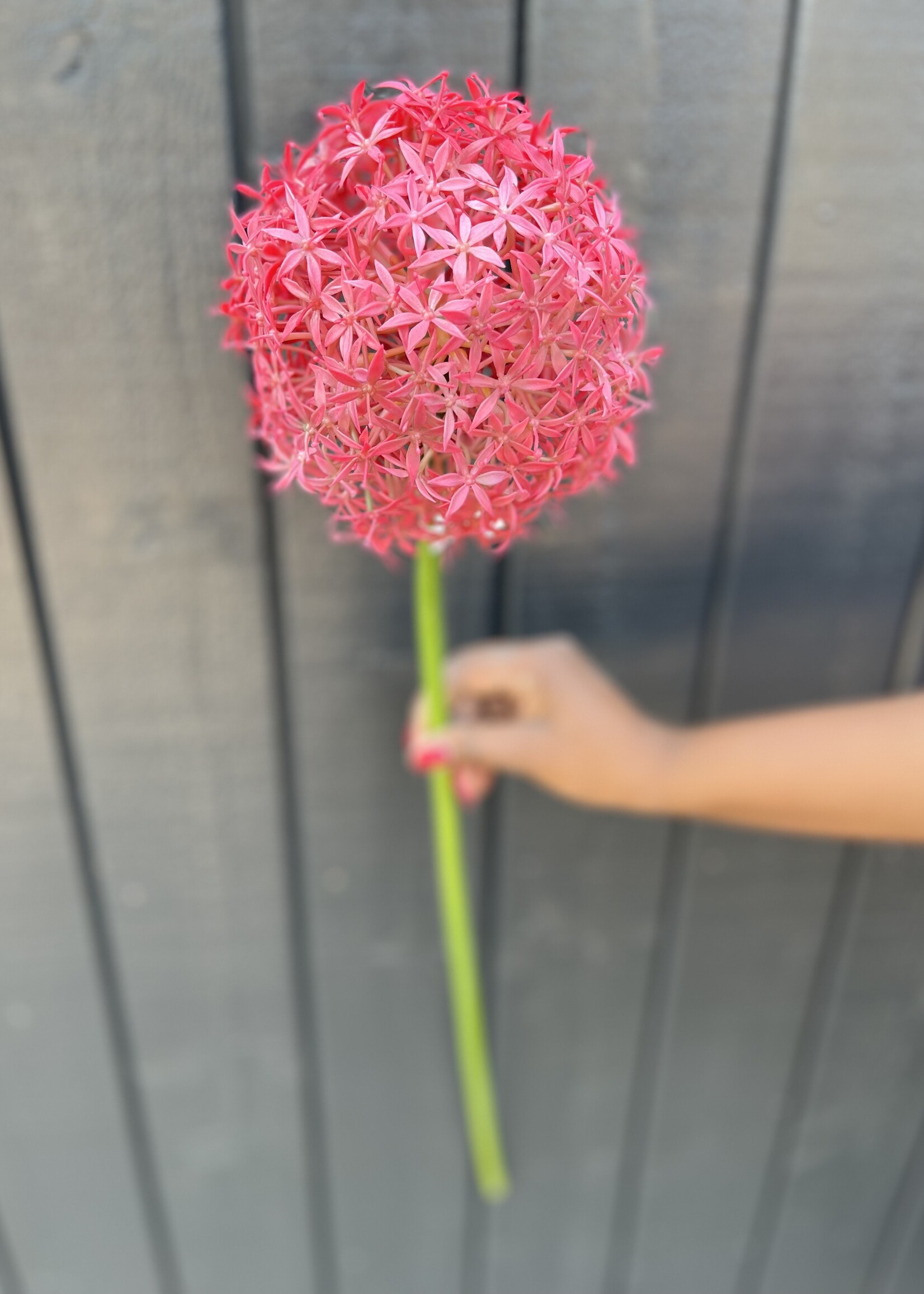 Single Stem Allium