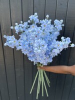 Single Delphiniums