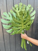 Monstera Leaf