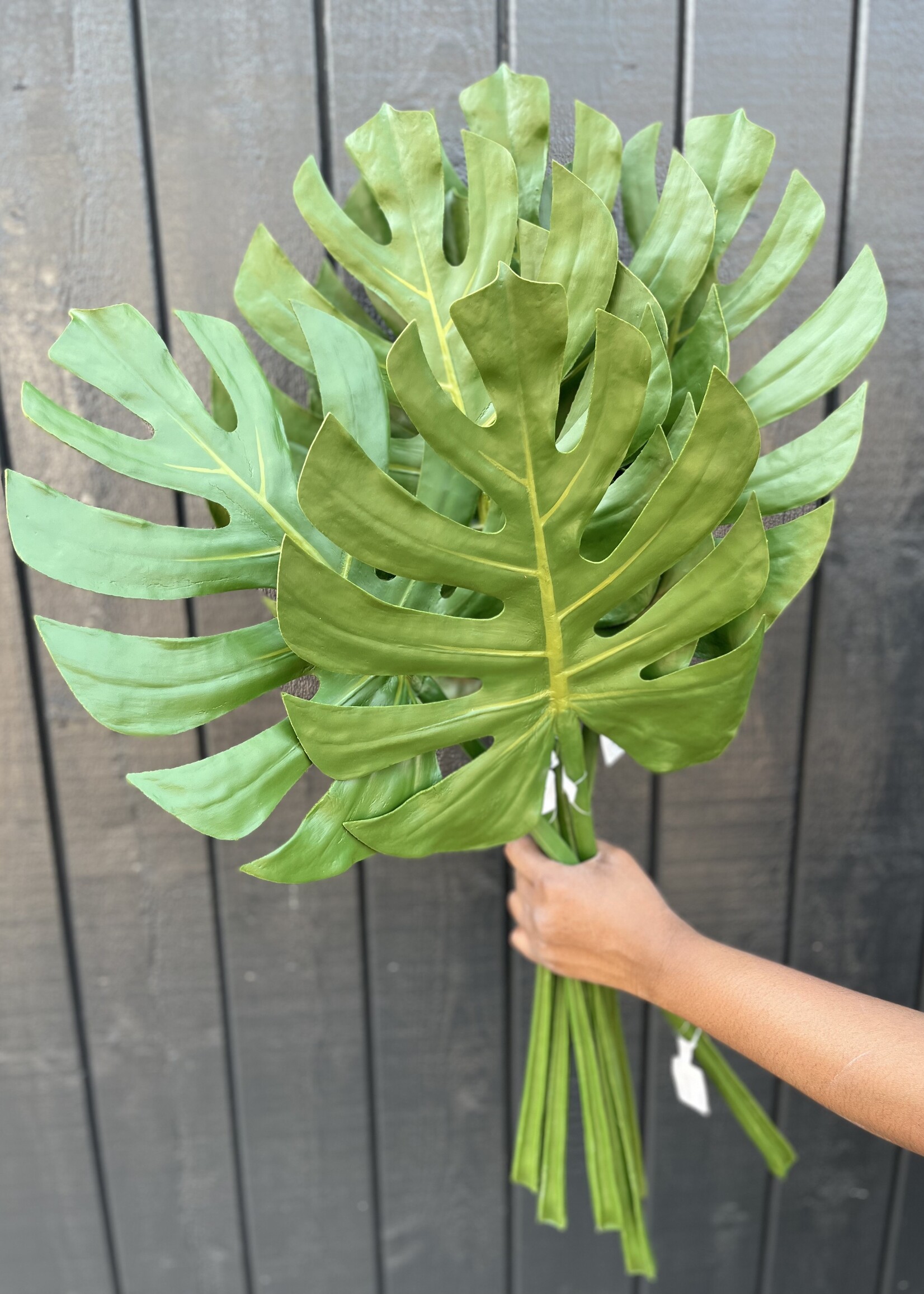 Monstera Leaf