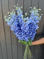 Single Delphinium Stem