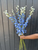 Delphinium Spray