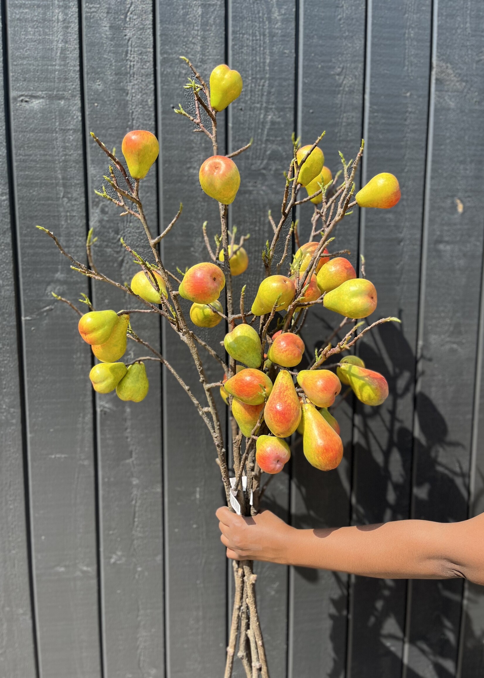 Pear Fruit Stem
