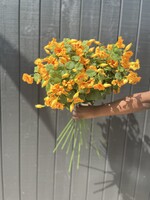 Nasturtium Spray