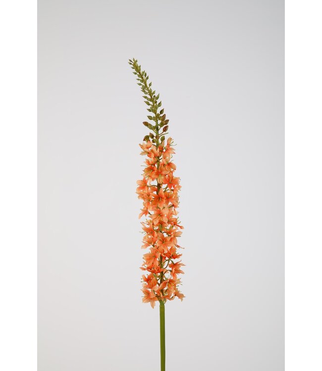 Eremurus  94 cm zalm/oranje