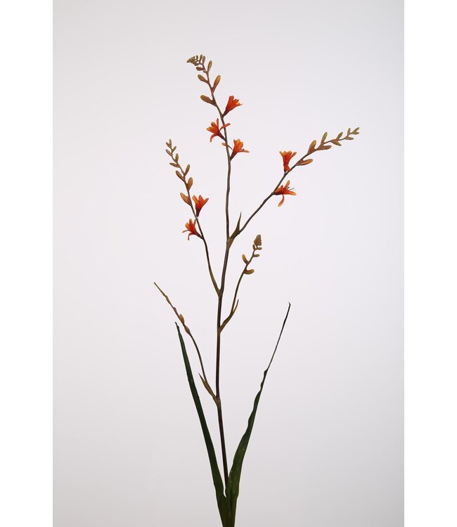 Crocosmia 99 cm oranje