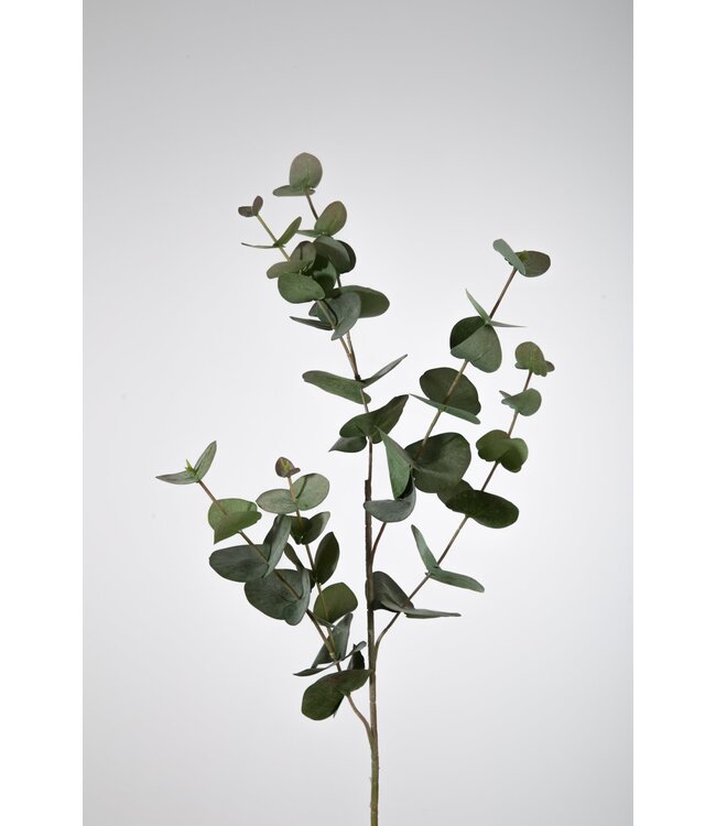 Eucalyptus tak 87cm groen
