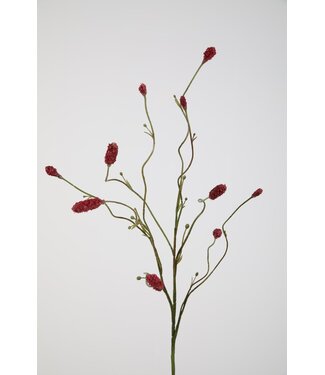Burnet spray fuchsia