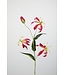 Gloriosa 82 cm fuchsia