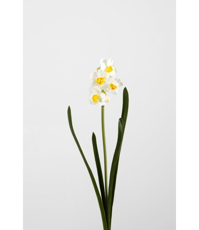 Colours and green Narcis Wit, 41cm