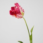 Colours and green Parrot Tulip Single Stem Pink