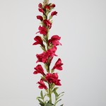 Colours and green Snapdragon Single Stem 81cm