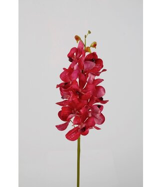 Orchidee Vanda  69cm fuchsia