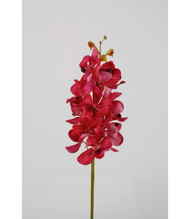 Orchidee Vanda  69cm
