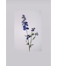 Ridderspoor (Delphinium)  Wild 77cm