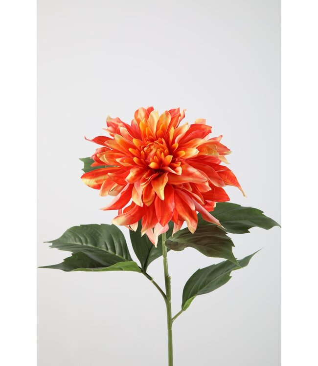 Dahlia Cafe au Lait 84cm