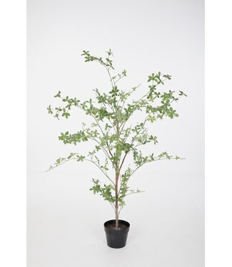 Enkianthus Perulatus lvs Tree D:60cm H:125cm