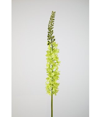 Eremurus 94cm groen