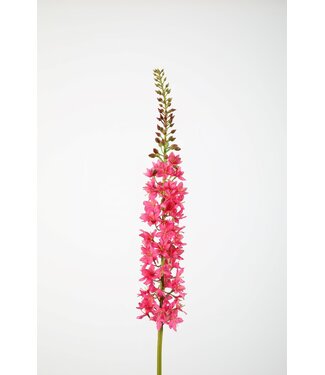 Eremurus /ridderspoor 94cm fuchsia