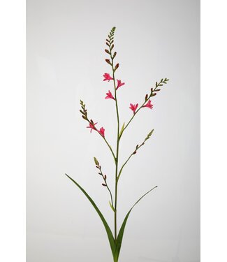 Crocosmia 99 cm roze
