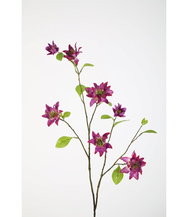 Clematis Jewel Spray 92cm paars