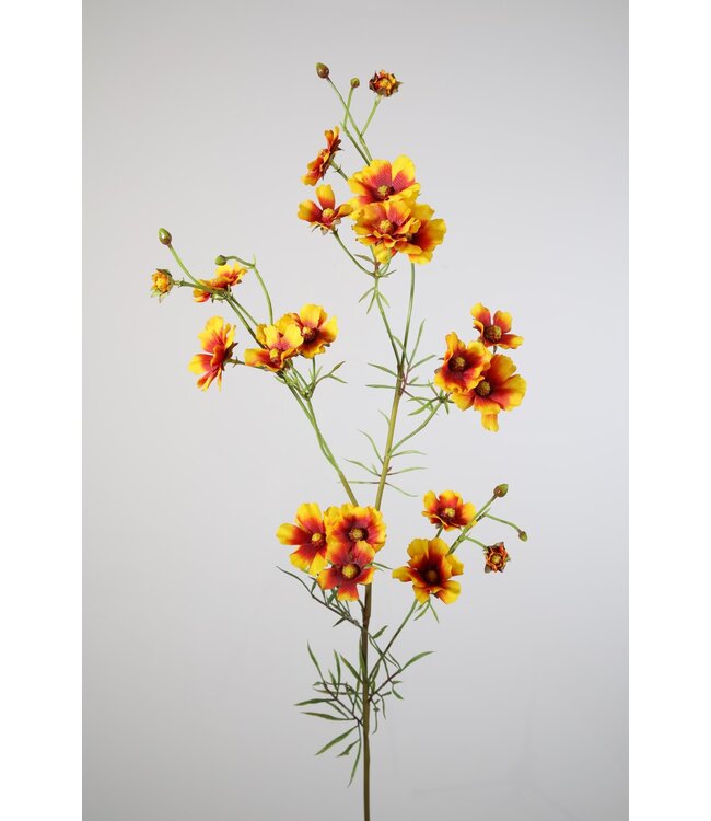 Helenium Spray 84cm geel