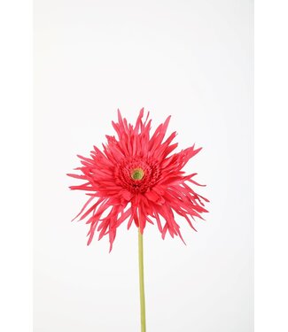 Spider Gerbera Stem 70cm pink