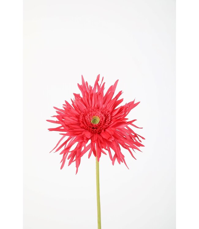 Spider Gerbera Stem 70cm pink