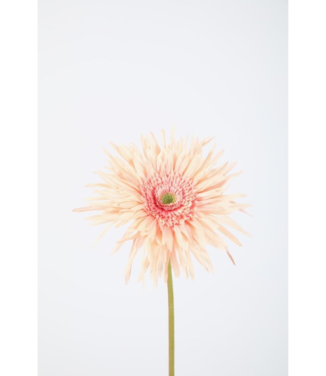 Spider Gerbera Stem 70cm lichtrose