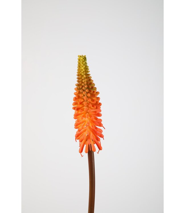 Kniphofia Stem 69cm