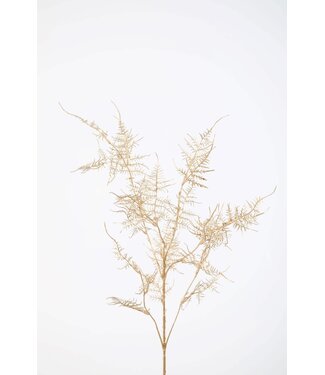 Asparagus Metallic Gold 112cm