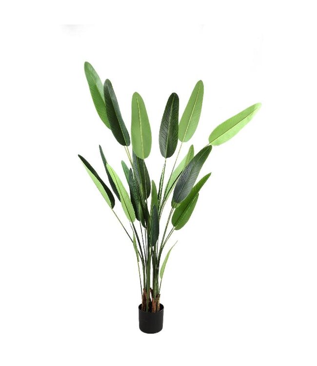 PTMD Tree Green leaf ravenala in black pot L