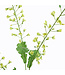 Rapeseed  flower 110 cm Groen