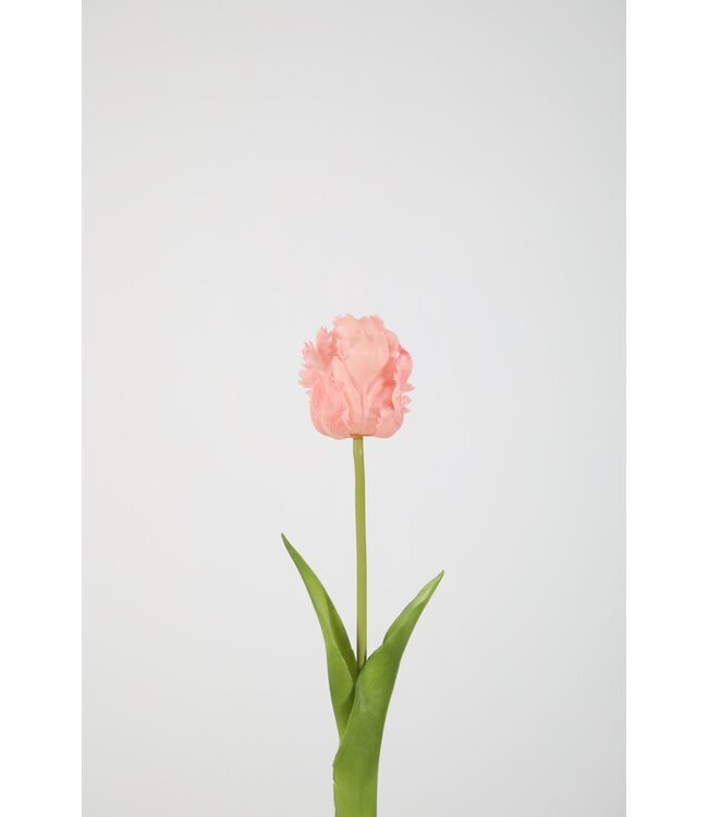 Parrot Tulip 46cm LTPK